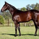 Magic Millions Lot 238 Lonhro – I’m a Showoff Colt